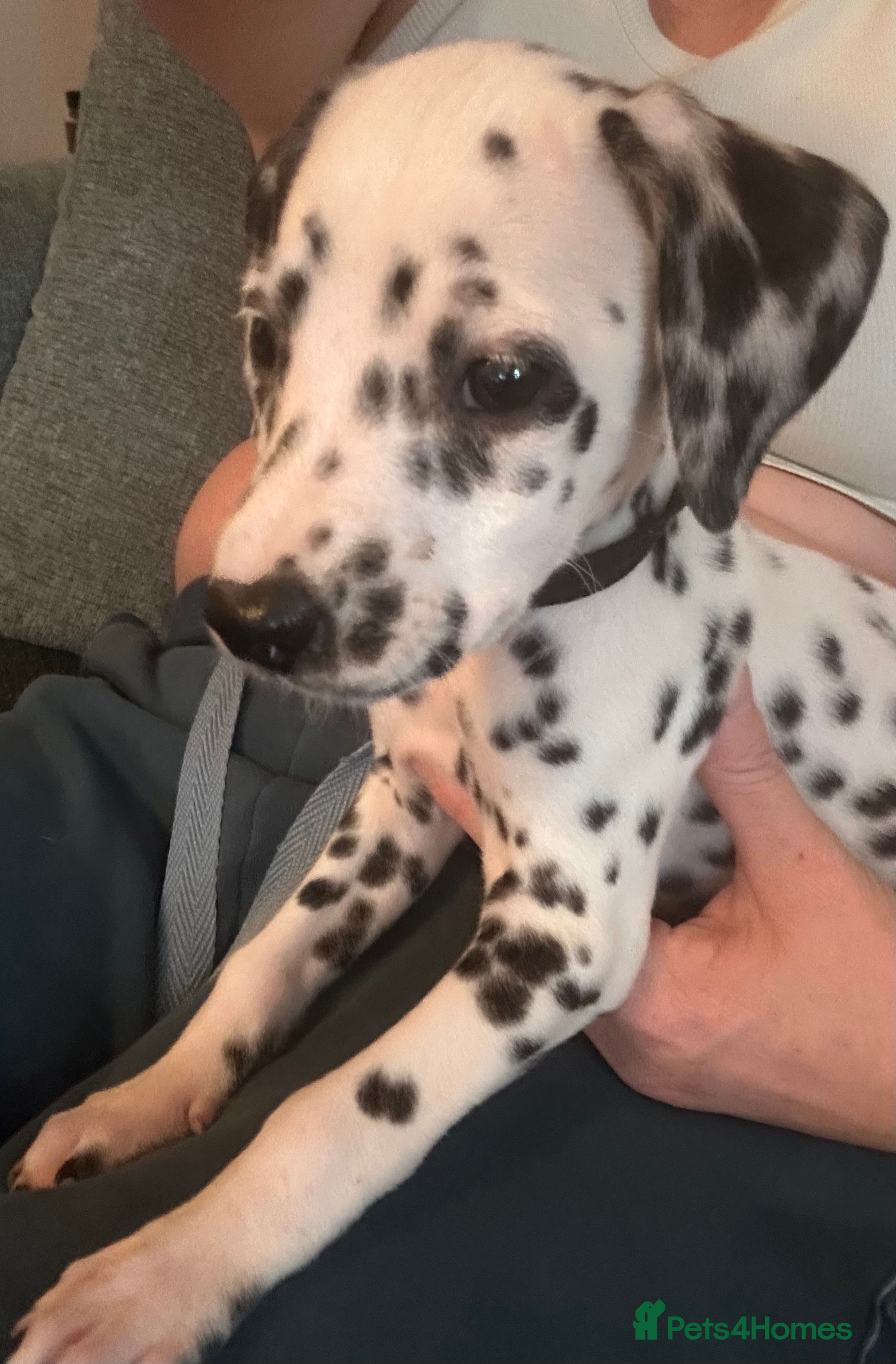 Dalmatian dogs Last beautiful girl  - Advert 1