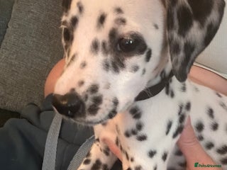 Dalmatian dogs Last beautiful girl - Advert 1