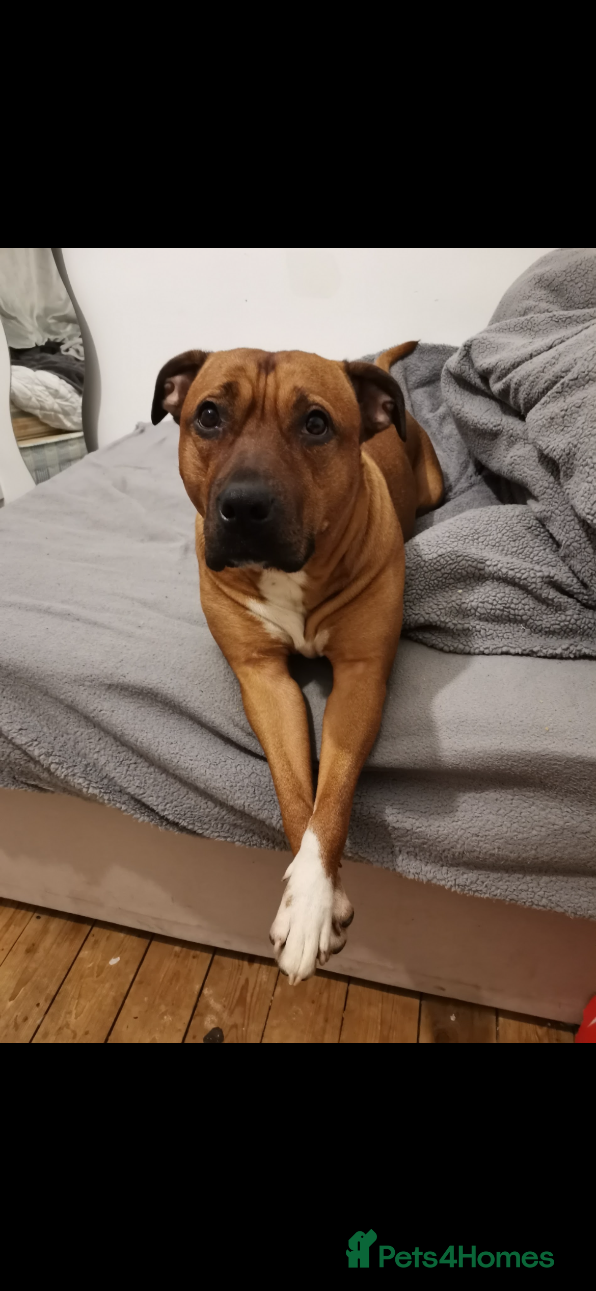 Mixed Breed dogs Rottweiler x husky puppies  - Advert 4