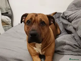 Mixed Breed dogs Rottweiler x husky puppies - Advert 4