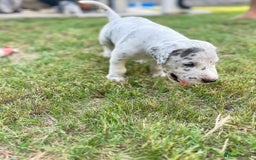 Great Dane dogs for sale: Beautiful Great Dane puppies for sale  - Image 3