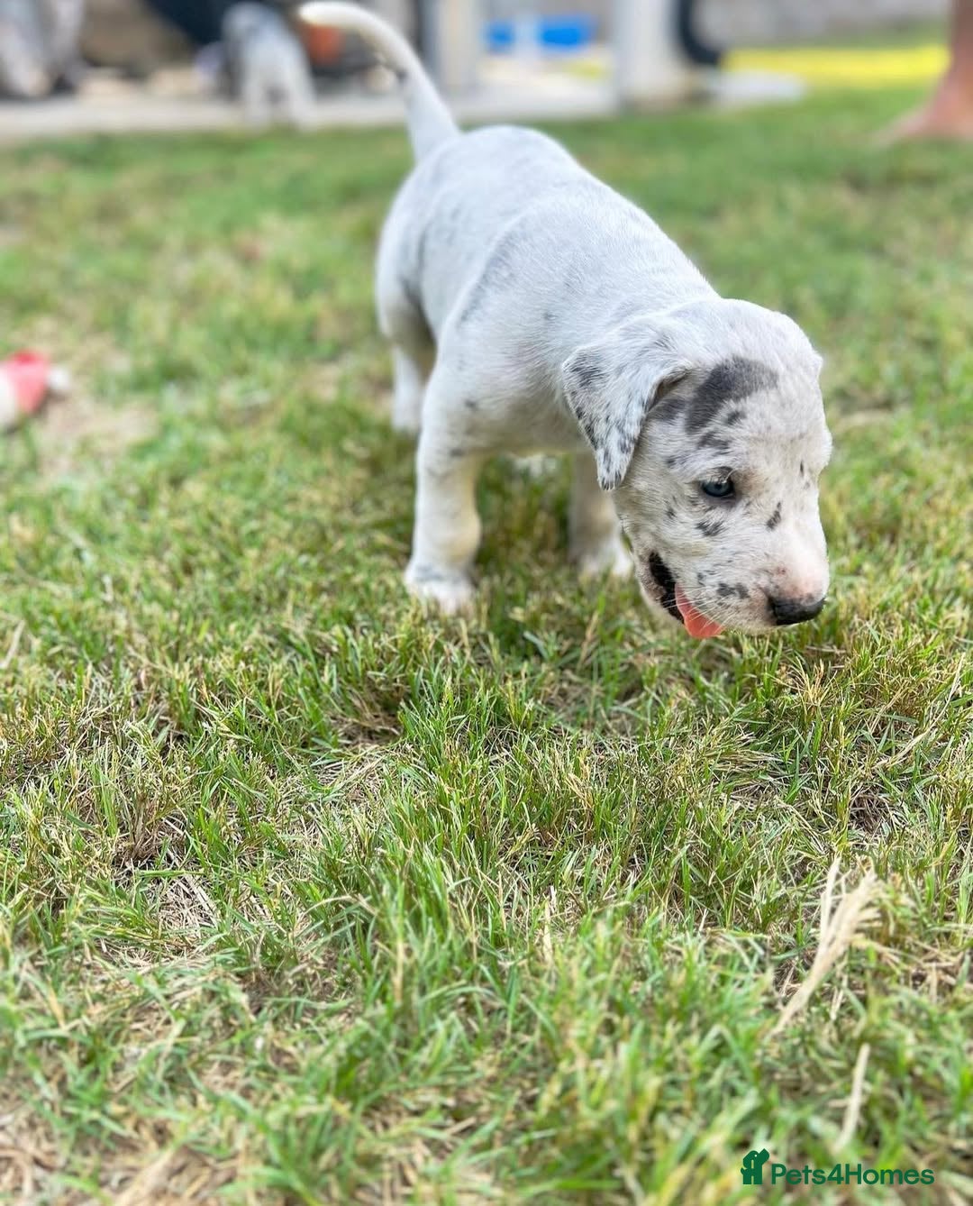 Great Dane dogs for sale: Beautiful Great Dane puppies for sale  - Image 3