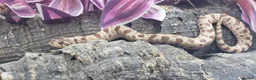 Snake reptiles for sale: Baby Western Hognoses mixed sex and morphs £100ea - Advert 13