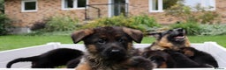 German Shepherd dogs for sale: 🐾Long-Haired German Shepherd Puppies for Sale! 🐾 - Advert 5