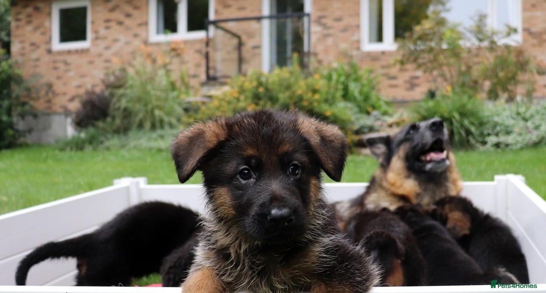German Shepherd dogs for sale: 🐾Long-Haired German Shepherd Puppies for Sale! 🐾 - Advert 5