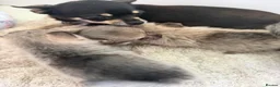 Pomchi dogs for sale: Pomchi puppies  in Orpington - Advert 13