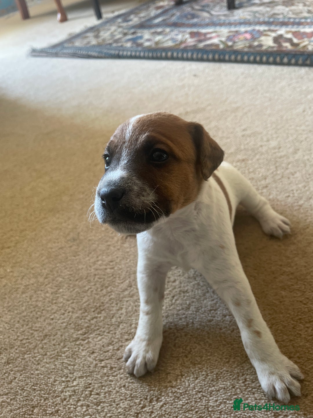 Jack Russell dogs for sale: Jack Russell puppies for sale - Advert 13