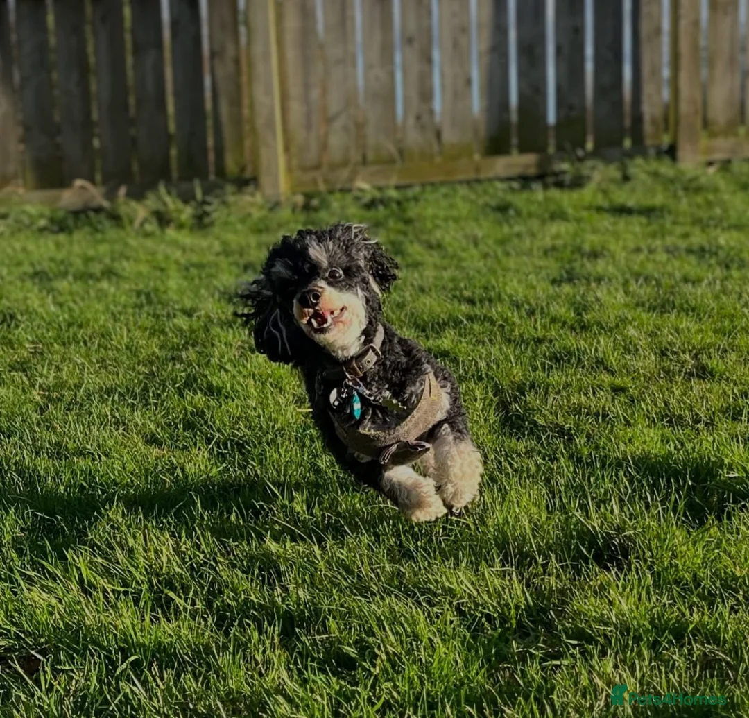 Toy Poodle dogs for stud: GRANDSON OF RICO! Health tested KC Toy Poodle Stud in Middlesbrough - Advert 4