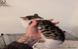 Domestic Shorthair cats for sale: Kittens for sale - Image 9