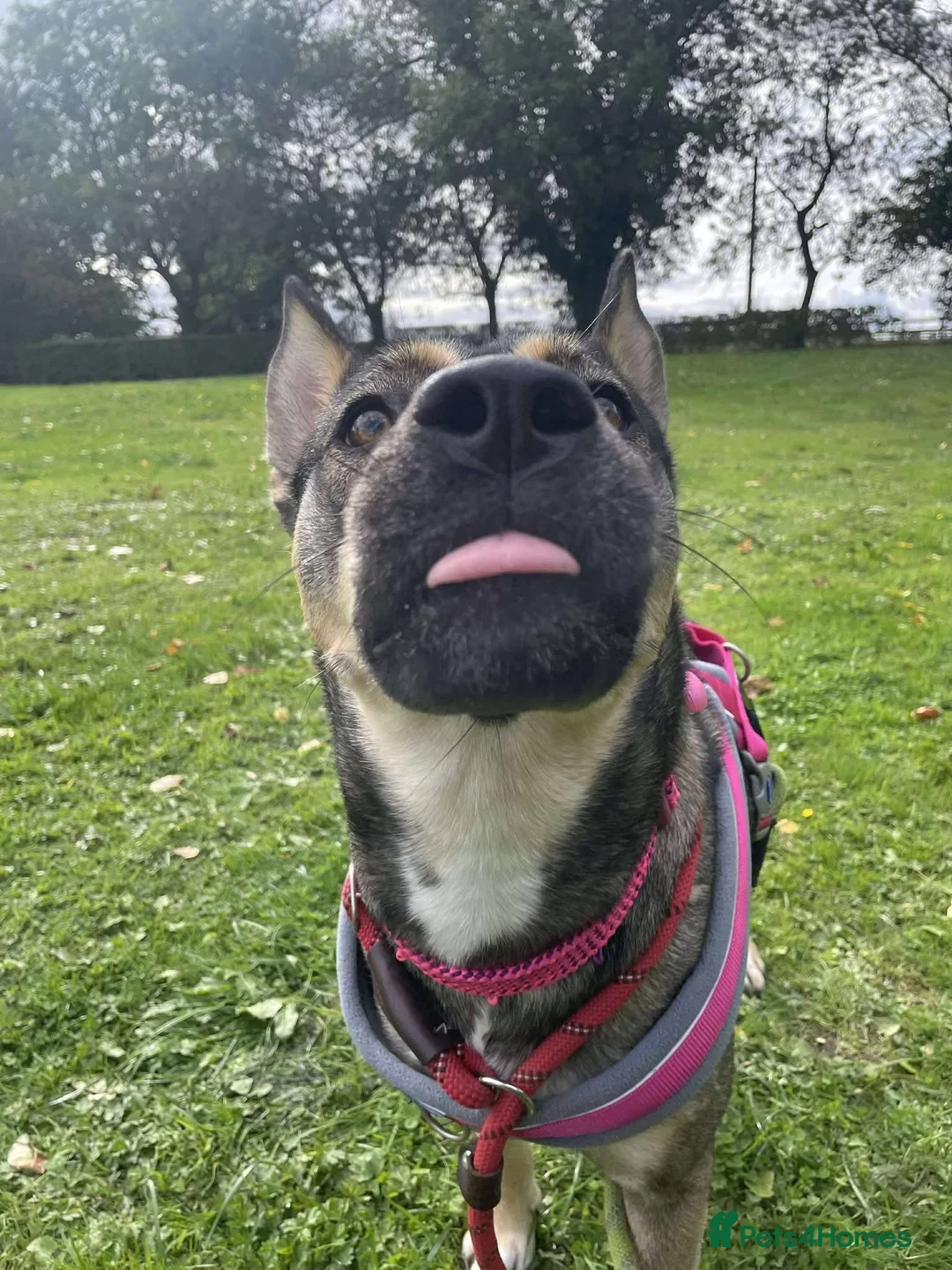 Mixed Breed dogs for adoption: Meet Kimmy, currently residing in Cheshire  - Advert 6