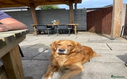 Golden Retriever dogs for sale: Golden Retriever Puppies for Sale - Image 7