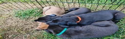 Lurcher dogs for sale: Lurcher Puppies. 5 boys and 1 girl left in Taunton - Advert 3