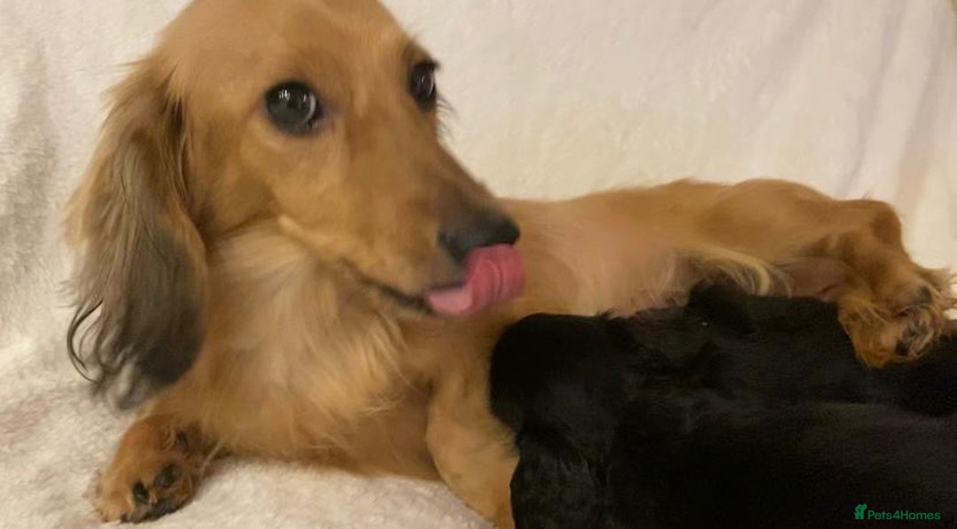 Miniature Dachshund dogs for stud: Meet our beautiful boy Tequila! - Advert 11