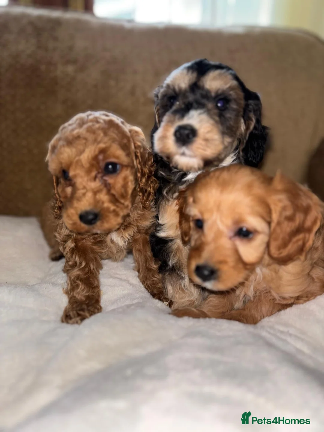 Cockapoo dogs for sale: LICENSED BREEDER QUALITY HEALTH TESTED COCKAPOOS - Advert 10
