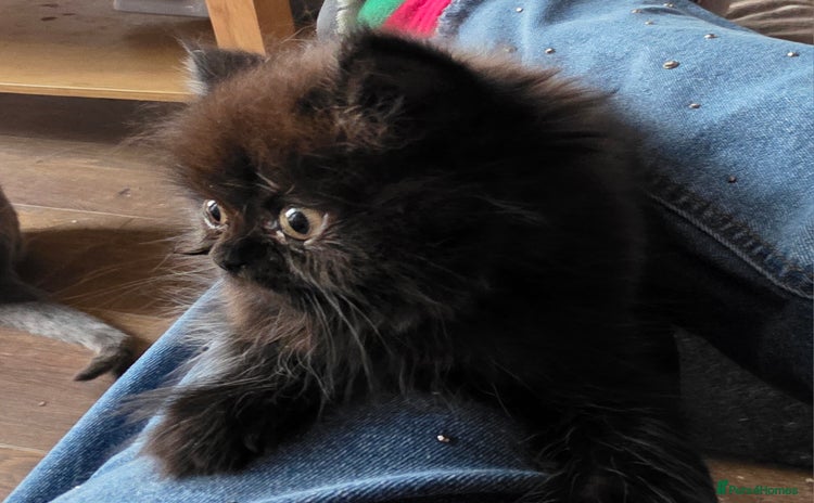 Persian cats - Advert 2