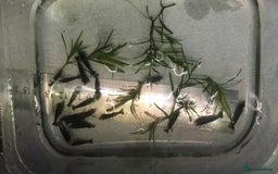 Shrimps fish for sale: freshwater shrimp in assorted colors  - Image 14