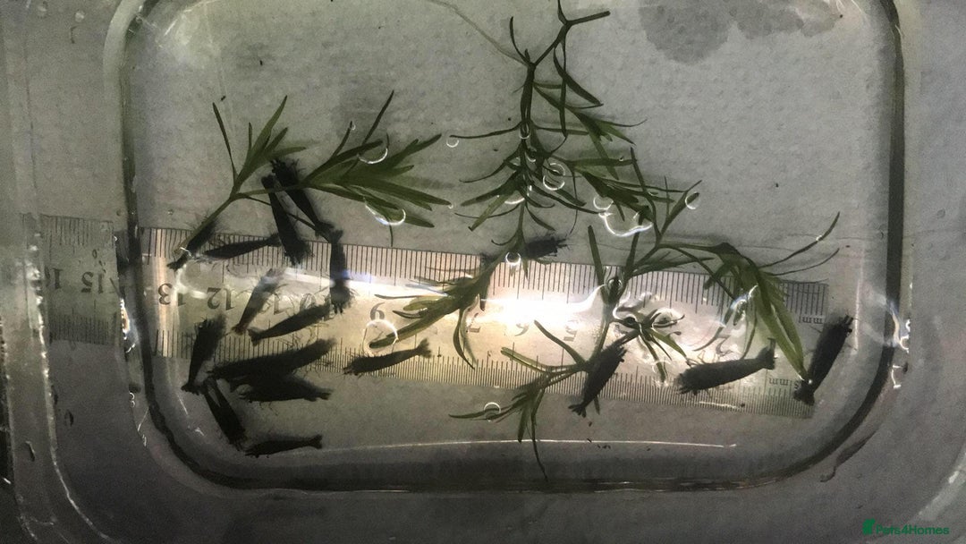 Shrimps fish for sale: freshwater shrimp in assorted colors  - Image 14