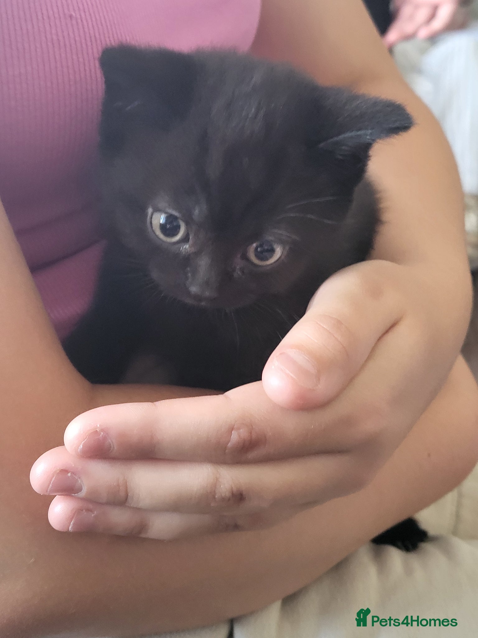 British Shorthair cats BSH cross kittens. - Advert 1