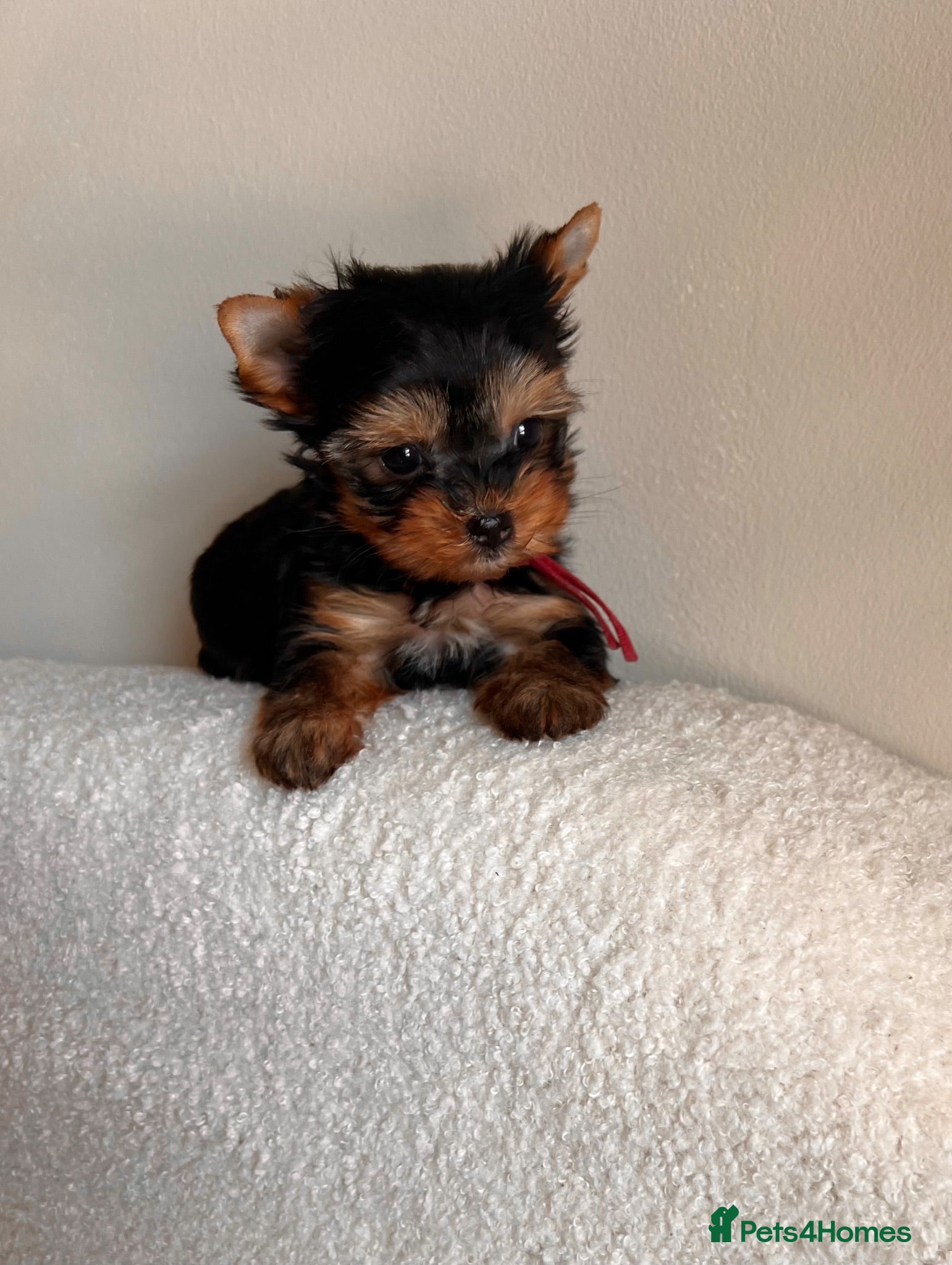 Yorkshire Terrier dogs 🌺 Only one tiny little girl is still available🌺 - Advert 15