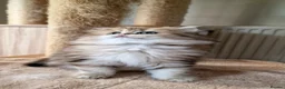 British Shorthair cats for sale: 🌟GCCF registred kittens 🌟 - Advert 11