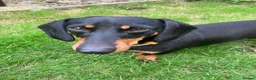 Dachshund dogs for sale: Mumford - Advert 4