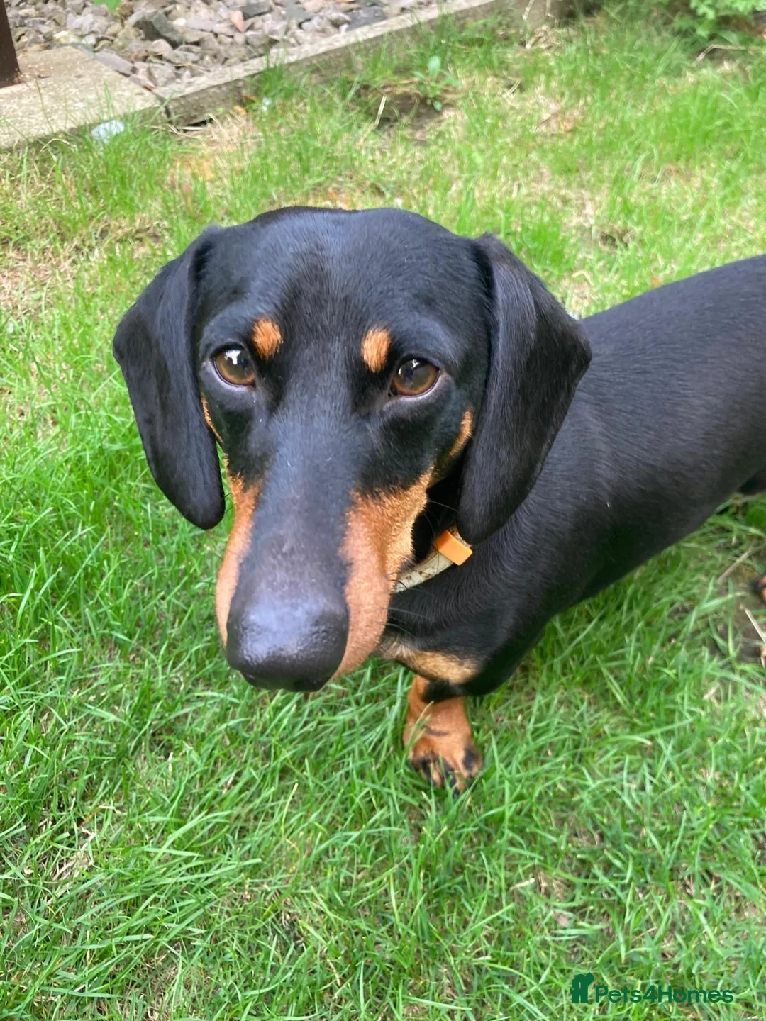 Dachshund dogs for sale: Mumford - Advert 4