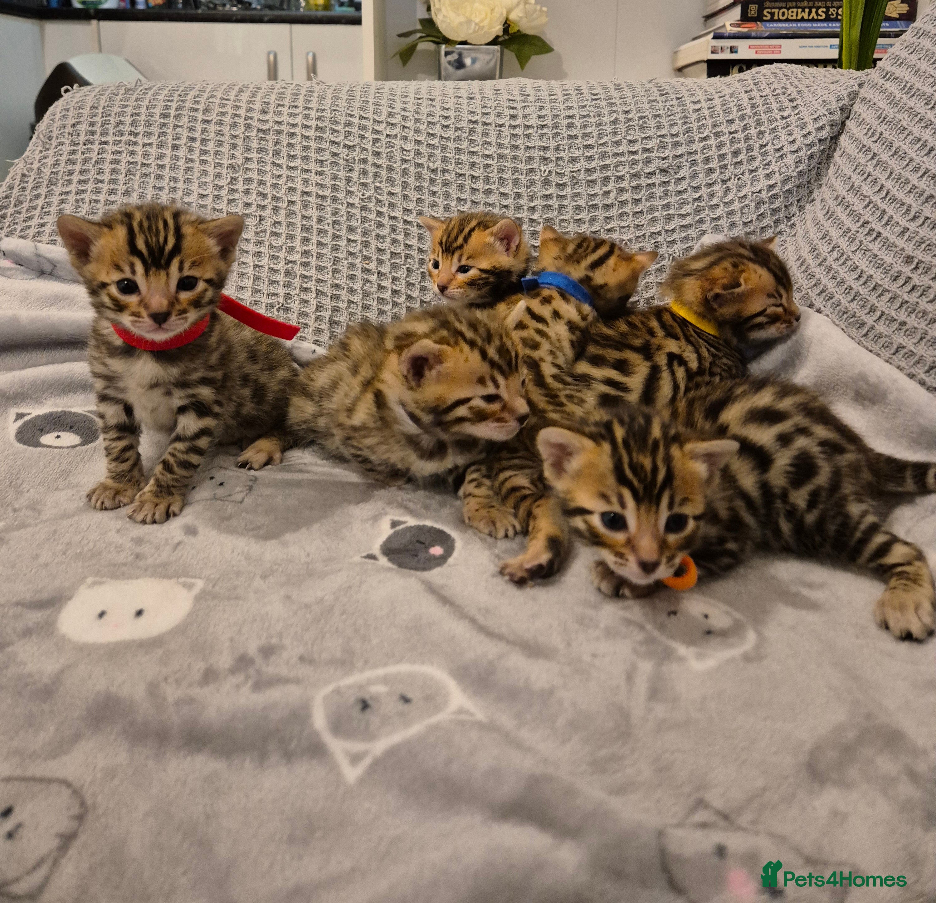 Bengal cats 🐾6 Beautiful Bengal Kittens🐾 - Advert 18