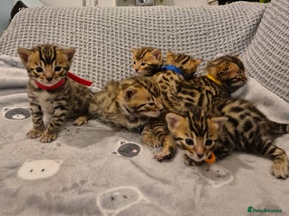 Bengal cats 🐾6 Beautiful Bengal Kittens🐾 - Advert 18