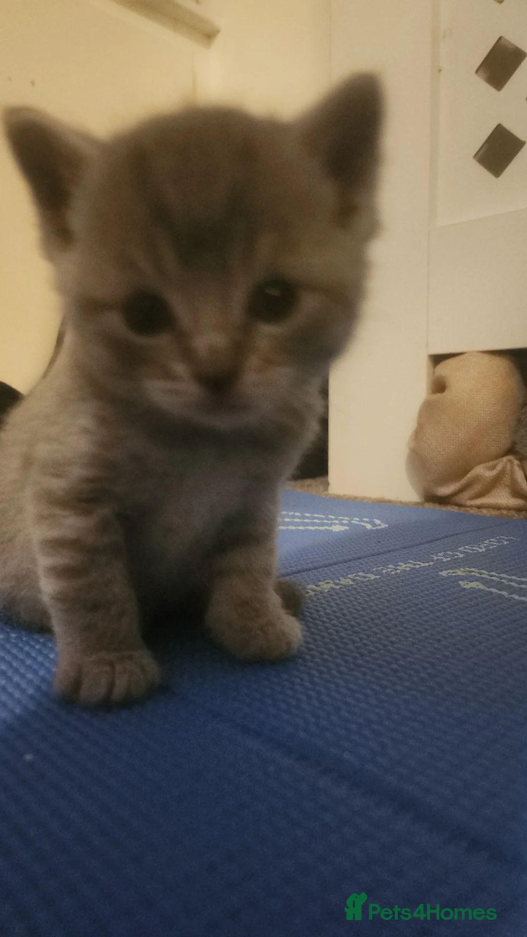 British Shorthair cats for sale: The cutest kittens!! in Eastbourne - Advert 2