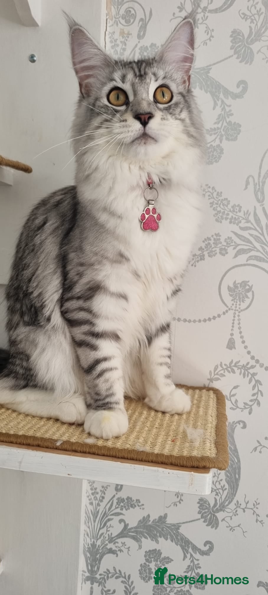 Maine Coon cats for sale: Tica Registered, Russian Line Maine Coon Kittens - Advert 2