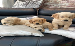 Golden Retriever dogs for sale: 5⭐️ Golden Retriever Puppies - Ready Soon ❤️🐶 - Image 8