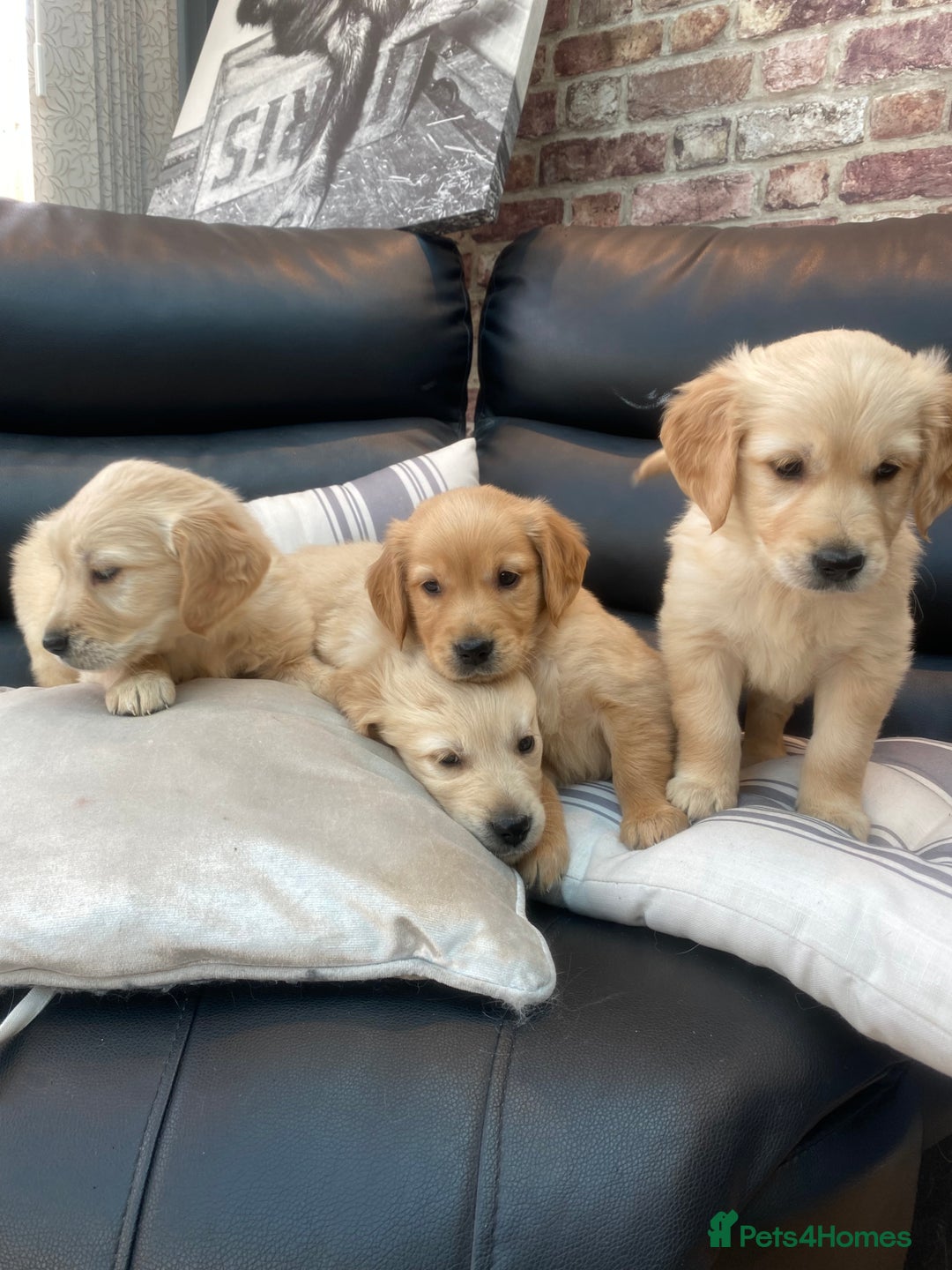 Golden Retriever dogs for sale: 5⭐️ Golden Retriever Puppies - Ready Soon ❤️🐶 - Image 8