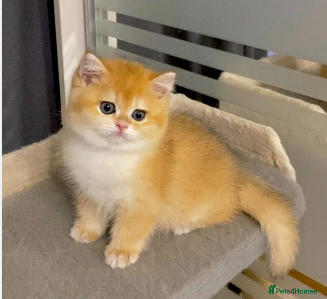 British Shorthair cats for stud: Pedigree Golden BSHstud, Green eyes, Active rgstrd - Advert 8