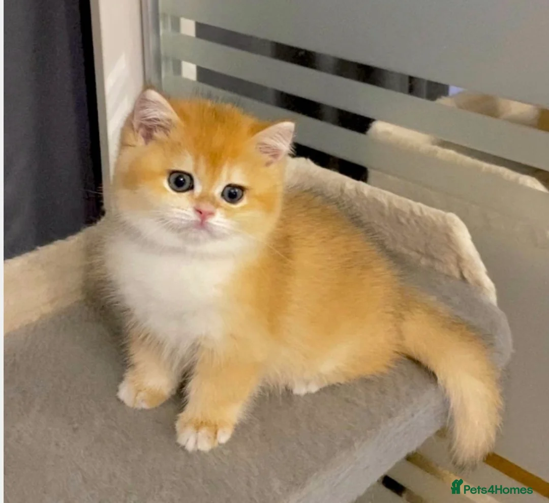 British Shorthair cats for stud: Pedigree Golden BSHstud, Emerald eyes, Active rg - Advert 22