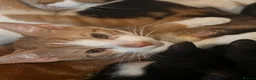 Mixed Breed cats for sale: 4 kittens in need of a loving family - Advert 14