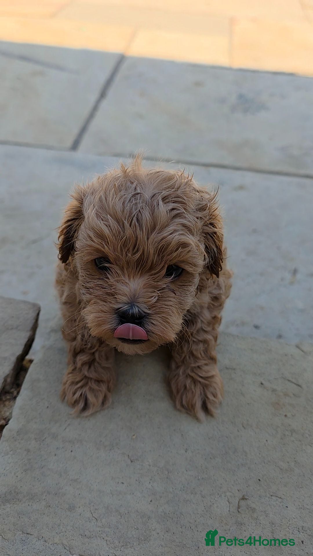 Maltipoo dogs  Adorable Tiny Toy Maltipoo puppies 🐶 - Advert 3