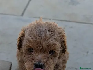 Maltipoo dogs Adorable Tiny Toy Maltipoo puppies 🐶 - Advert 3