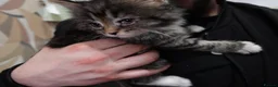 Domestic Shorthair cats for sale: Sweet little kittens looking new homes - Advert 3