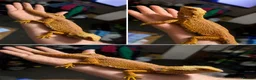 Bearded Dragon reptiles for sale: Red citrus baby bearded dragons  - Advert 2