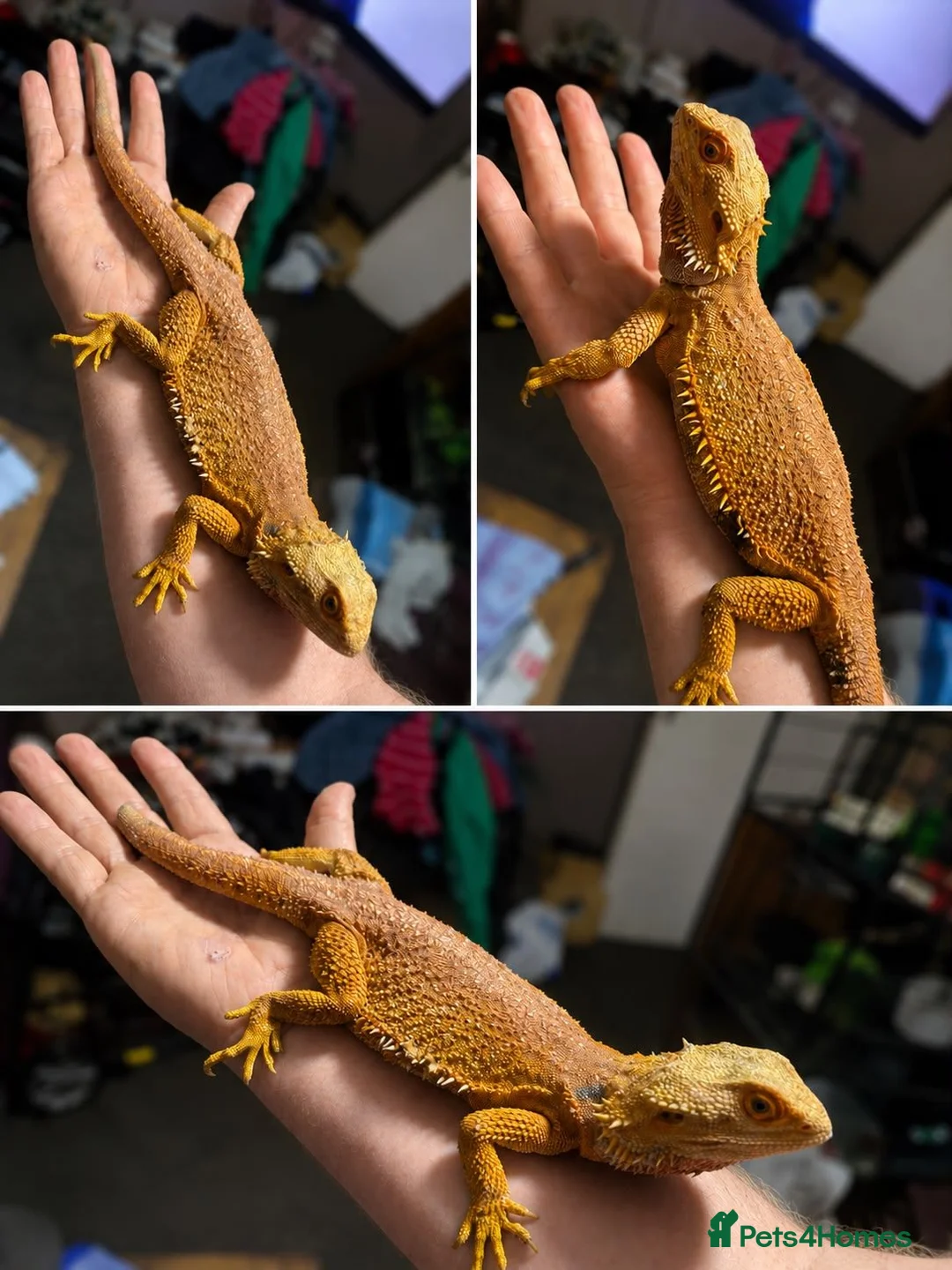 Bearded Dragon reptiles for sale: Red citrus baby bearded dragons  - Advert 2