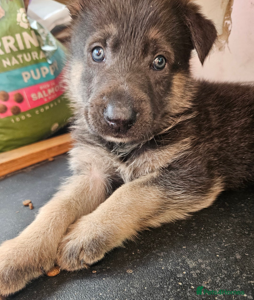 German Shepherd dogs for sale: German Shepard Puppies (Rare Colours) - Image 5