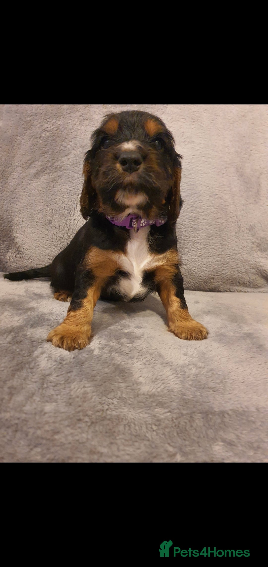 Cocker Spaniel dogs for sale: Litter of gorgeous cocker spaniel puppies  - Advert 31