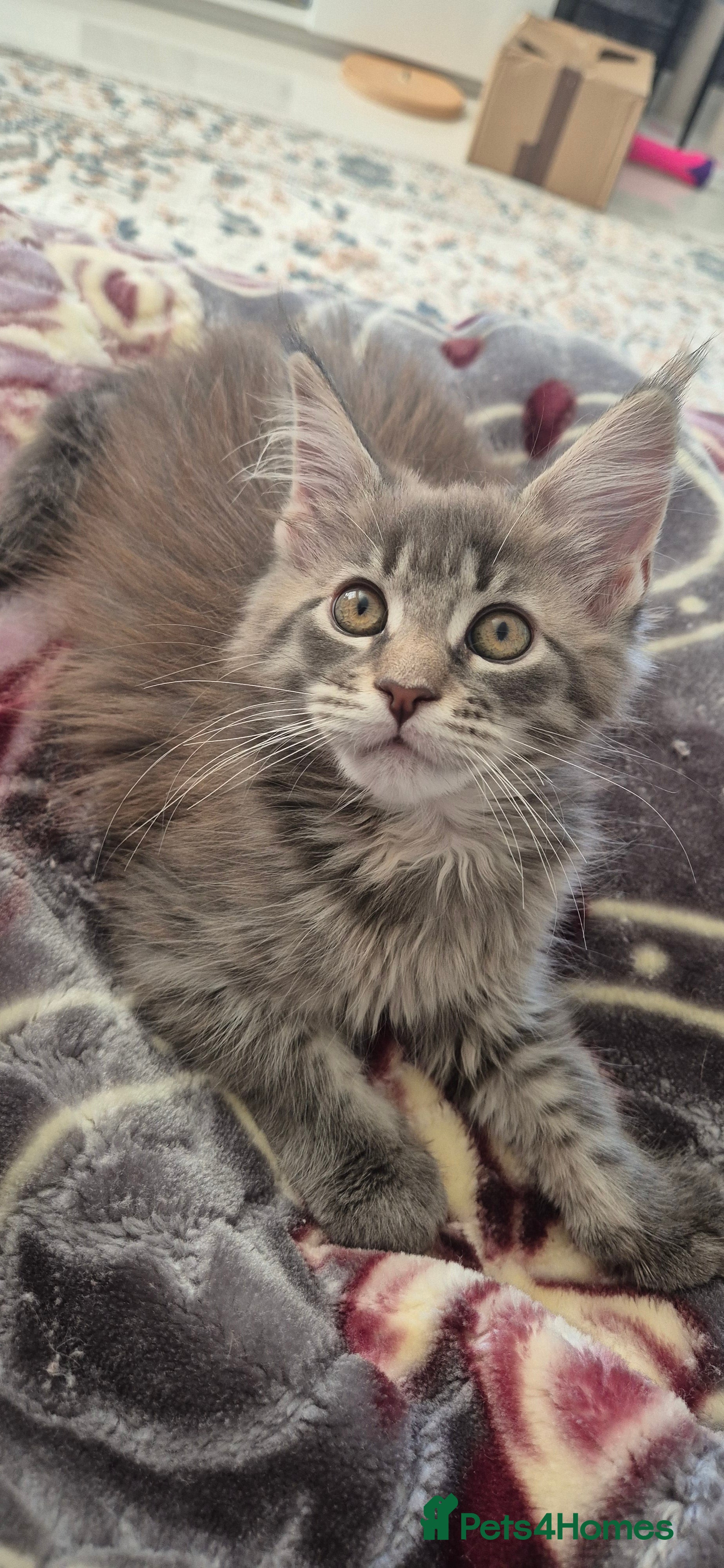 Maine Coon cats Maine Coon kittens  - Advert 5