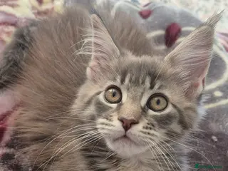 Maine Coon cats Maine Coon kittens - Advert 5