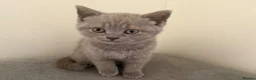 British Shorthair cats for sale: British shothair cute kittens  - Advert 4