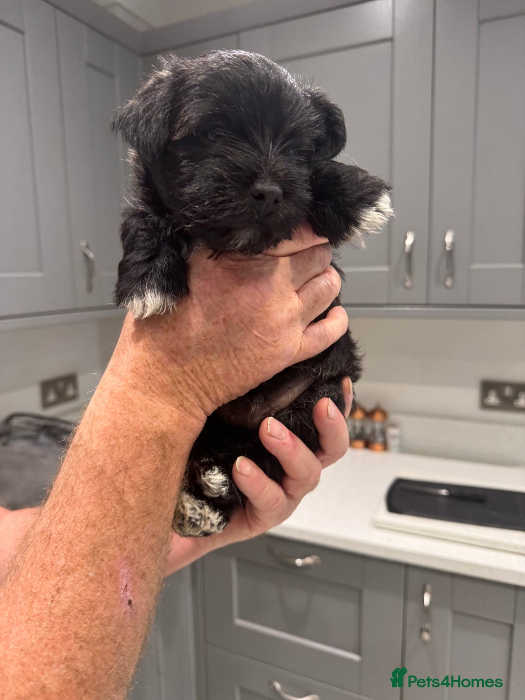 Mixed Breed dogs for sale: Teddy Junior - Image 7