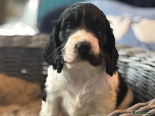 Cocker Spaniel dogs Super KC Reg English show Cocker pups - Advert 5
