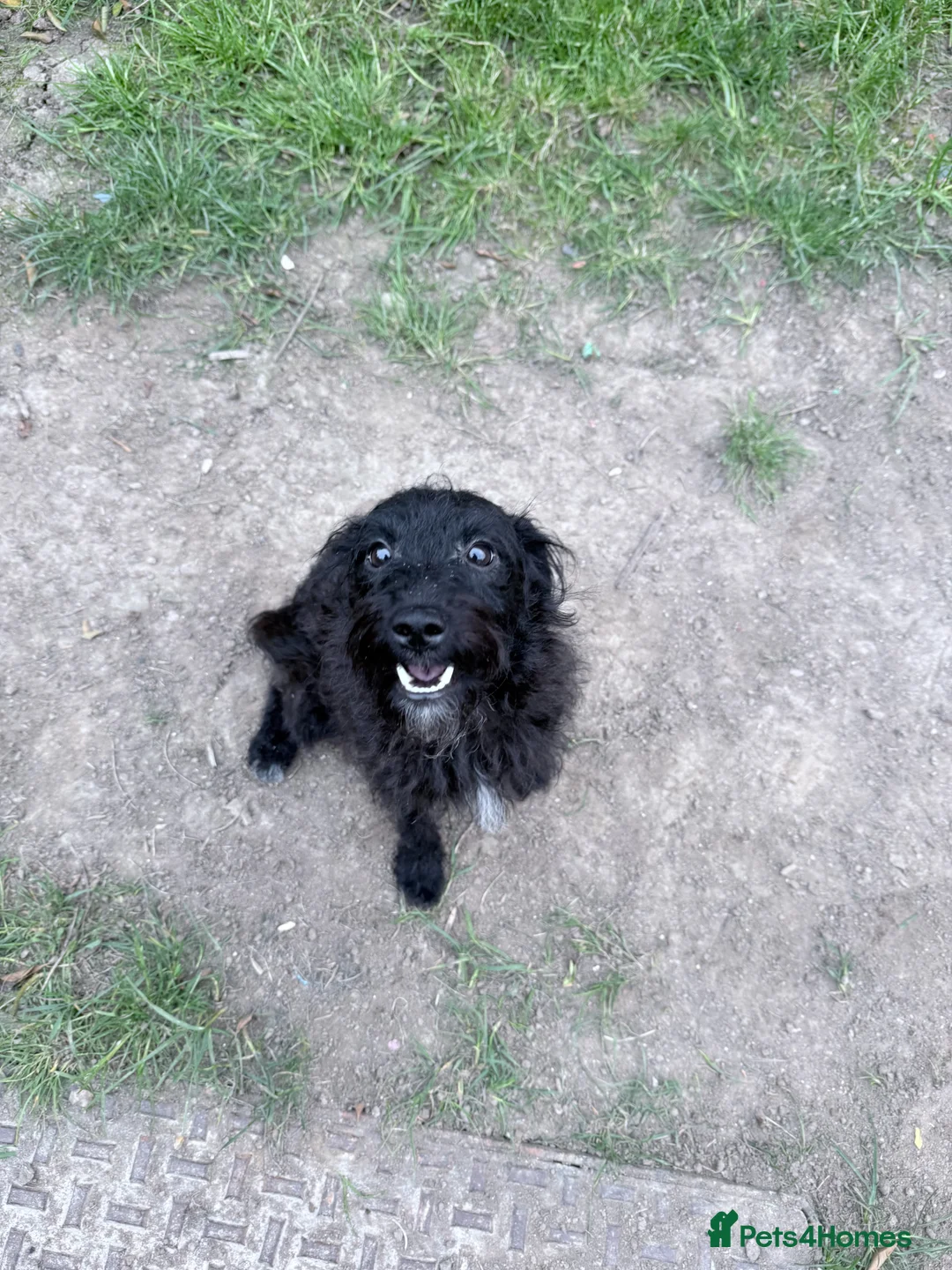 Jackapoo dogs for sale: 11MNTH JACKAPOO LOOKING FOR A NEW HOME - Advert 1