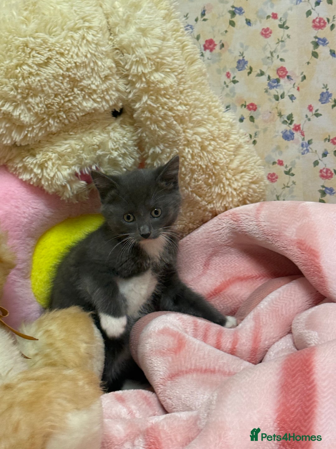 Maine Coon cats for sale: Half Mainecoon and Half British Shorthair  - Advert 6