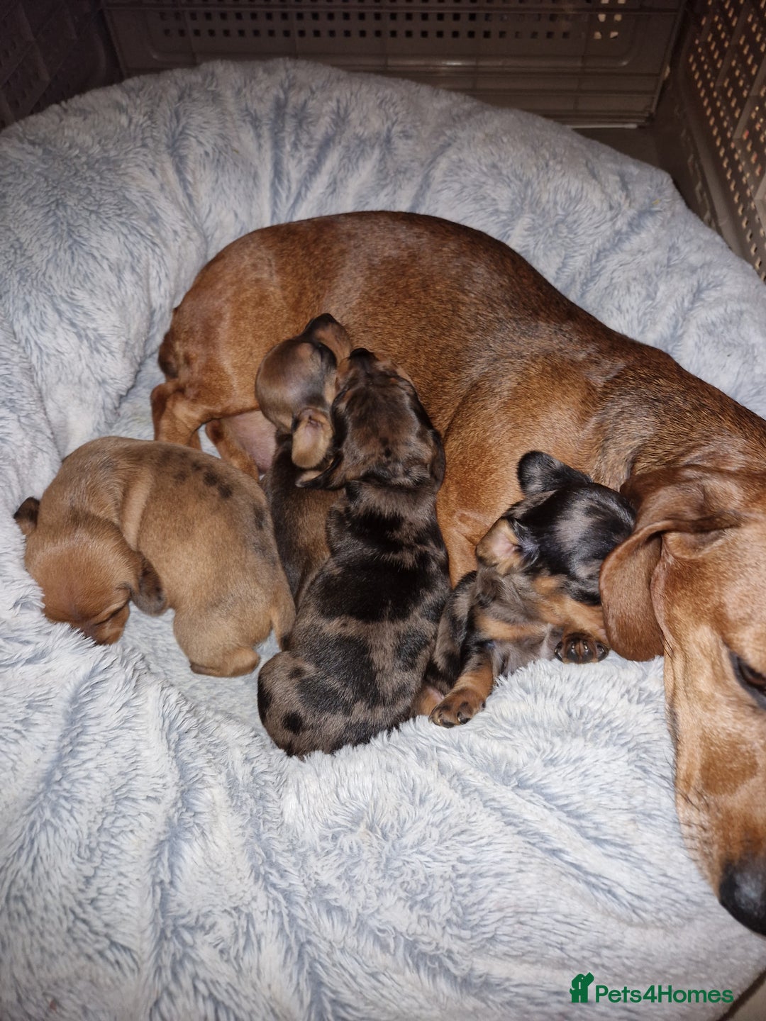 Miniature Dachshund dogs for sale: Miniature dachshund  - Image 4